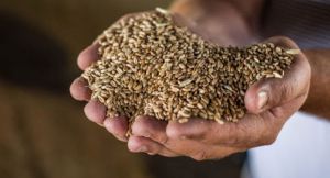 Третий миллион тонн зерна в закромах